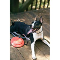Игрушка для собак Dexas Off Leash Frisbee Flyer Фризби с карабином (PWT010-2027)