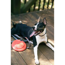 Іграшка для собак Dexas Off Leash Frisbee Flyer Фрізбі з карабіном (PWT010-2027)
