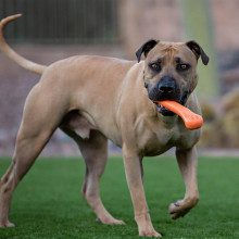 Іграшка для собак Jolly Pets Flex-N-Chew Bone 16 см Жовтий (JB06Y)
