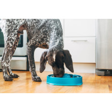 Миска-лабіринт для тварин Outward Hound Fun Feeder (Фан-Фідер) Дроп d = 27.5, H = 6.5 см, 480 г. Бірюзовий (oh51002)