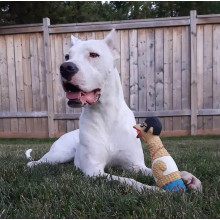 Іграшка-пищалка для собак Petstages Squawkers Earl (Півень) 30х7,5х6 см (pt69501)