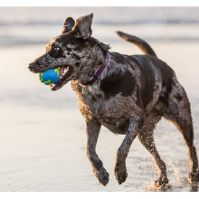 Игрушка для собак Planet Dog Orbee Ball (Орби Болл мяч) d=7 см (pd68668)