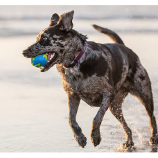 Игрушка для собак Planet Dog Orbee Ball (Орби Болл мяч) d=10 см (pd68667)