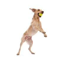 Іграшка для собак West Paw Zogoflex Jive Dog Ball Джив супер-м'яч 8 см Блакитний (ZG071AQA)
