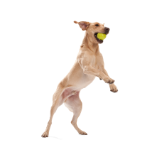 Игрушка для собак West Paw Zogoflex Jive Dog Ball Джив супер-мяч 8 см Голубой (ZG071AQA)