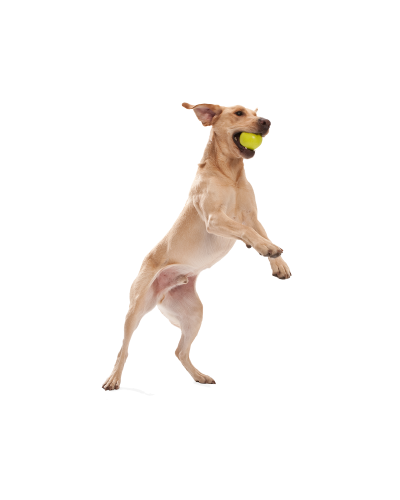 Игрушка для собак West Paw Zogoflex Jive Dog Ball Джив супер-мяч 8 см Голубой (ZG071AQA)