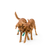 Игрушка для собак West Paw SeaflexSnorkl 21 см Гибискус (SF051HIB)