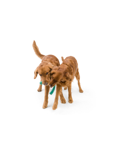 Игрушка для собак West Paw SeaflexSnorkl 21 см Гибискус (SF051HIB)