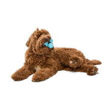 Игрушка для собак West Paw Zogoflex Tux Treat для лакомства 13 см Голубой (ZG041AQA)