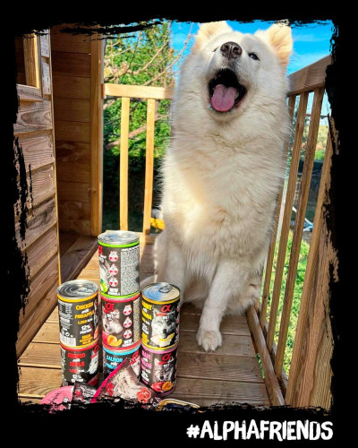 Повнораціонний вологий корм Alpha Spirit Anchovy with Red Apple з анчоусами та яблуками для дорослих собак 400 г (as576314)
