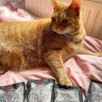 Повнораціонний вологий корм Alpha Spirit Rabbit Sterilized з кроликом для стерилізованих котів 200 г (as311315)