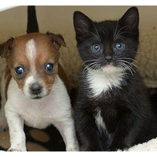 Шампунь Espree Puppy&Kitten Shampoо для цуценят та кошенят 16:1 591мл (e00378)