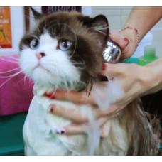 Шампунь Espree Silky Show Cat Shampoo для котів виставковий 354 мл (e00361)