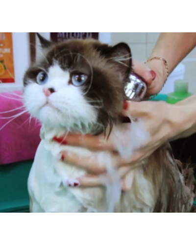 Шампунь Espree Silky Show Cat Shampoo для котів виставковий 354 мл (e00361)