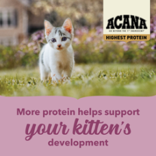 Сухий корм для кошенят всіх порід ACANA Highest Protein Kitten 1,8 кг (a72325)