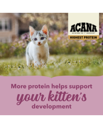 Сухий корм для кошенят всіх порід ACANA Highest Protein Kitten 1,8 кг (a72325)