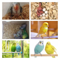 Наповнювач для гризунів Padovan Wood chips apple Деревний вбирний 1 кг (14 л) (PP00016)