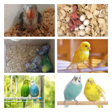 Наповнювач для гризунів Padovan Wood chips Lemon Деревний вбирний 4 кг (56 л) (PP00370)