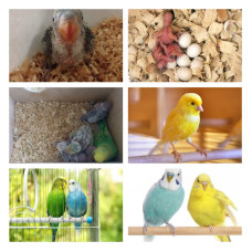 Наповнювач для гризунів Padovan Wood chips apple Деревний вбирний 1 кг (14 л) (PP00016)