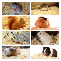 Наповнювач для гризунів Padovan Wood chips apple Деревний вбирний 1 кг (14 л) (PP00016)
