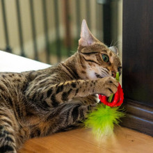 Игрушка для кошек Catstages "Клубничка" для жевания, чистки зубов и массажа десен с ароматом клубники