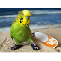 Наповнювач для птахів Padovan Ocean Fresh Air Мінеральний поглинаючий 5 кг (PP00118)