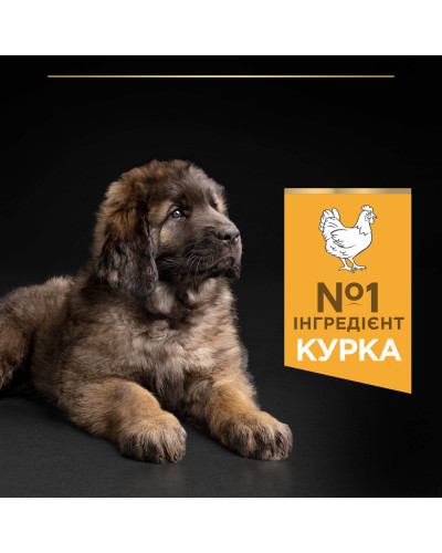 Сухий корм PRO PLAN Large Robust Puppy 2 Healthy Start для цуценят великих порід масивної статури, з куркою, 12 кг