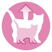Вологий корм PURINA ONE Junior для кошенят, шматочки в соусі, з лососем та морквою, 85 г