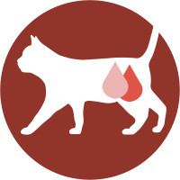 Вологий корм PURINA ONE Sterilcat для дорослих стерилізованих котів, шматочки в соусі, з індичкою та зеленою квасолею, 85 г