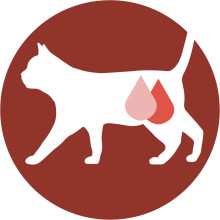 Вологий корм PURINA ONE Sterilcat для дорослих стерилізованих котів, шматочки в соусі, з індичкою та зеленою квасолею, 85 г