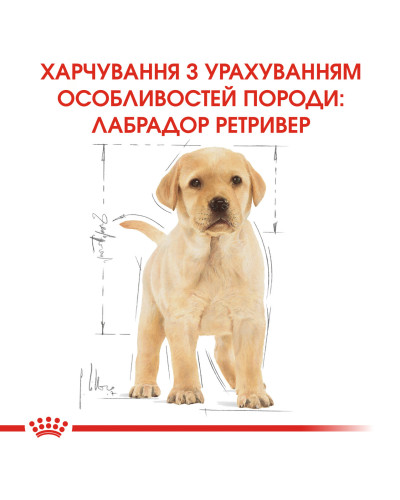 Корм для щенков ROYAL CANIN LABRADOR PUPPY 12 кг