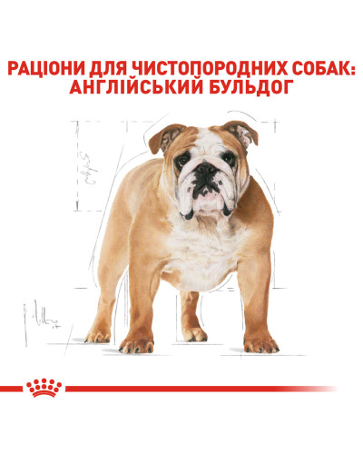 Корм для собак породи Англійський бульдог ROYAL CANIN BULLDOG ADULT 12 кг