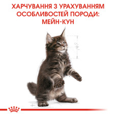 Корм для кошенят ROYAL CANIN MAINECOON KITTEN 2 кг