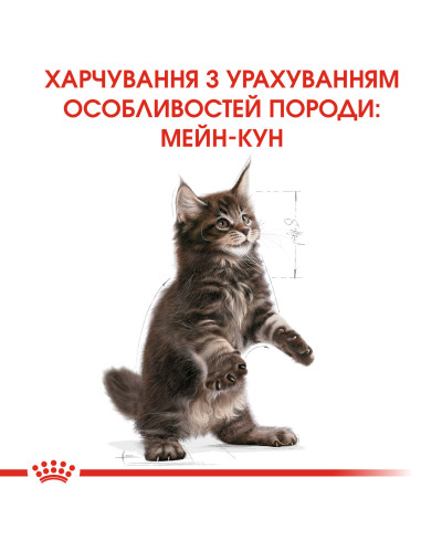 Корм для кошенят ROYAL CANIN MAINECOON KITTEN 2 кг