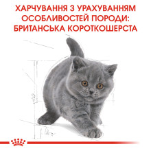 Корм для кошенят ROYAL CANIN KITTEN BRITISH SHORTHAIR 2 кг