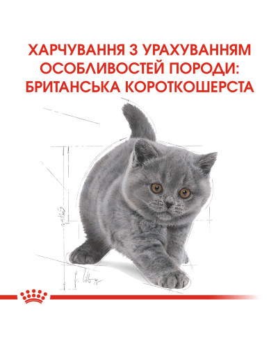 Корм для кошенят ROYAL CANIN KITTEN BRITISH SHORTHAIR 2 кг
