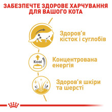 Влажный корм для взрослых кошек ROYAL CANIN MAINECOON ADULT 85 г