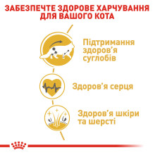 Корм для взрослых кошек ROYAL CANIN MAINECOON ADULT 4 кг