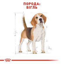 Корм для дорослих собак породи Бігль ROYAL CANIN BEAGLE ADULT 3 кг