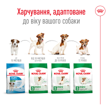 Корм для дорослих собак дрібних порід ROYAL CANIN MINI ADULT 8+ (віком від 8 років) 800 г