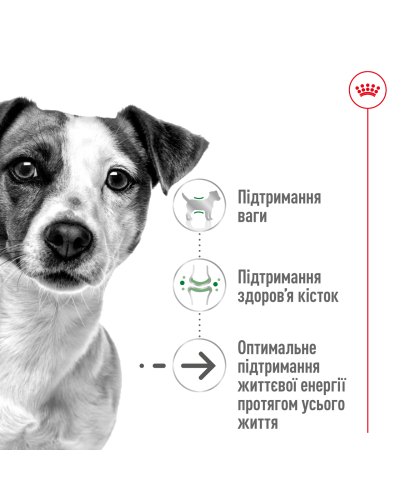 Корм для дорослих собак дрібних порід  ROYAL CANIN MINI AGEING 12+ (віком від 12 років) 800 г