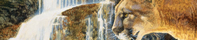 Купить Сухой корм для кошек всех пор Taste of the Wild Rocky Mountain Feline с косулей и лососем 6,6 кг 9764-HT77 Сухой корм для кошек всех пор Taste of the Wild Rocky Mountain Feline с косулей и лососем 6,6 кг 9764-HT77