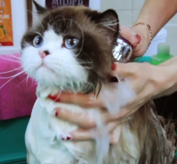 Шампунь Espree Silky Show Cat Shampoo для котов выставочный 354 мл (e00361)
