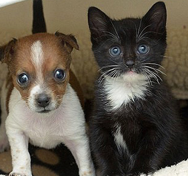 Одеколон Espree Puppy&Kitten Cologne детская присыпка для щенков и котят 118мл (e00335)