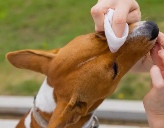 Салфетки Espree Aloe Ear Care Pet Wipes для ушей собак и котов 60 шт (e01277)